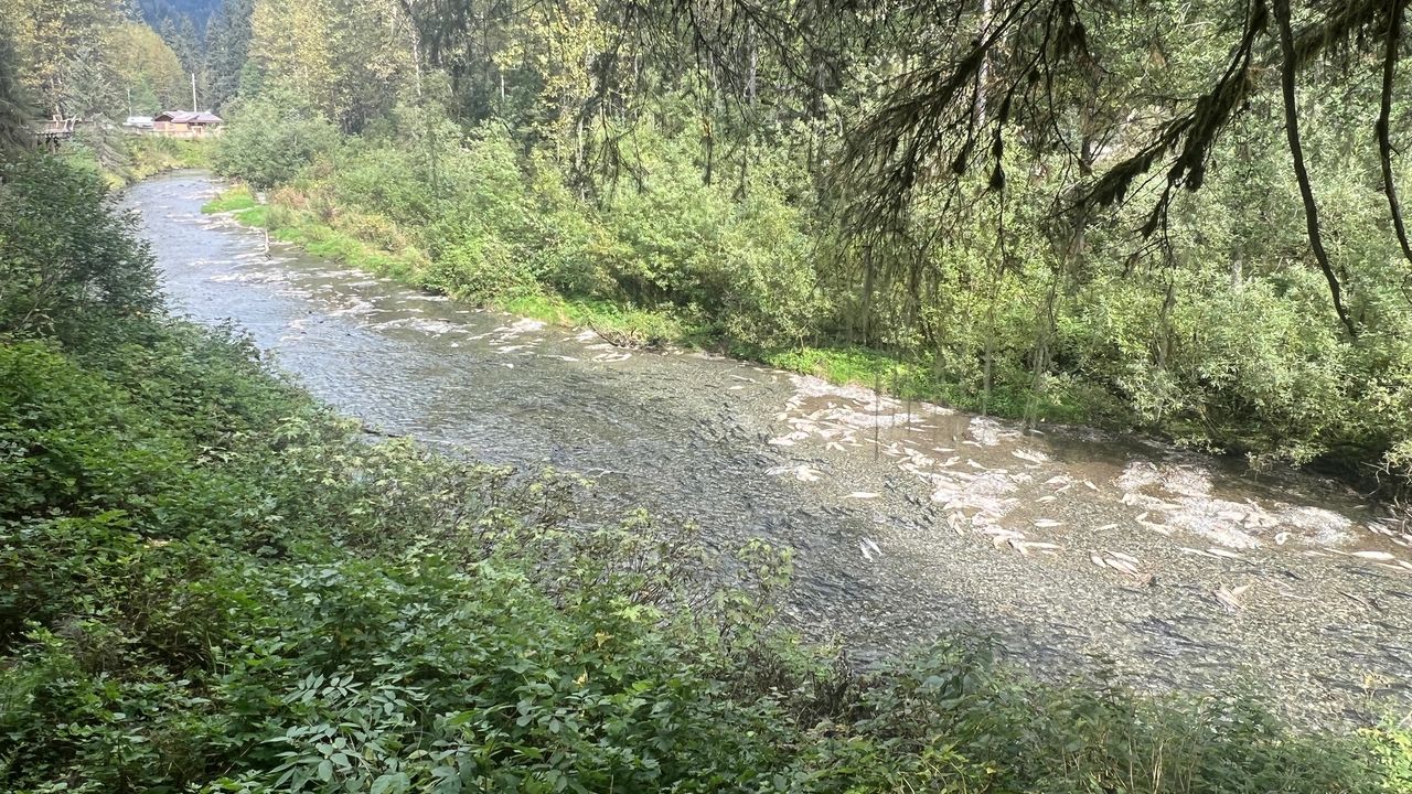 Dead fish in Fish Creek Dead fish in Fish Creek