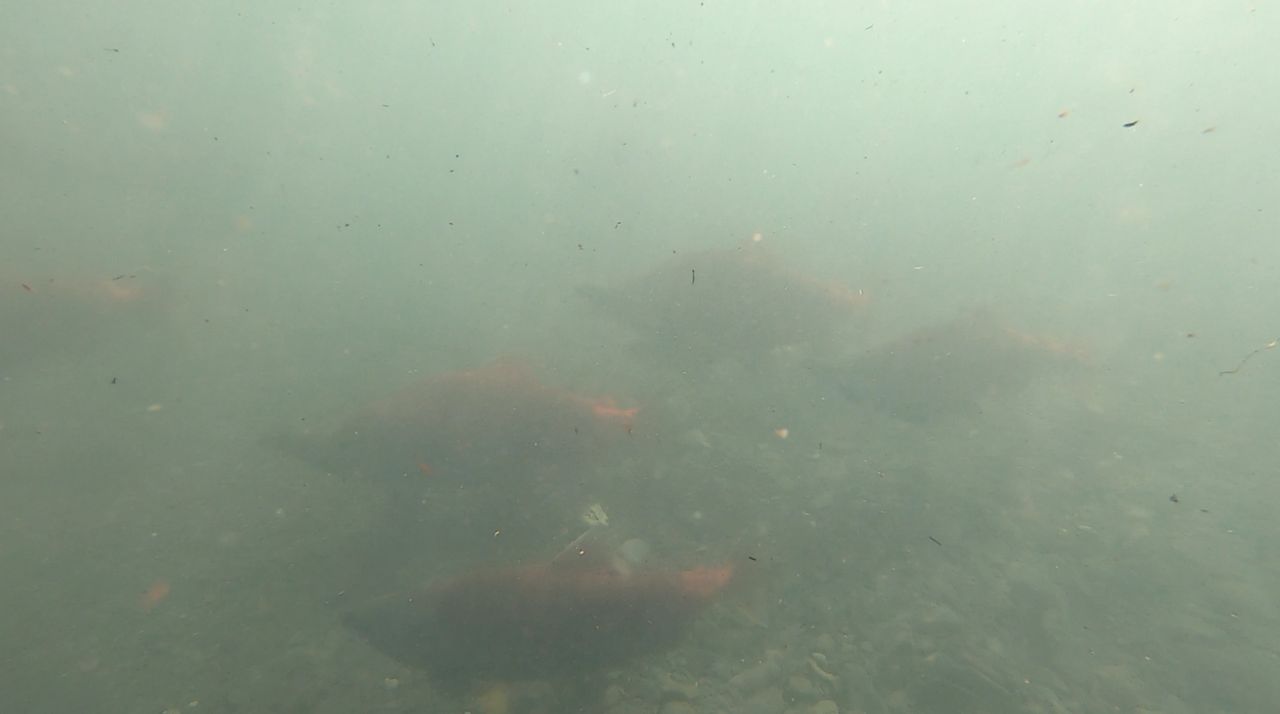Quartz Creek Salmon