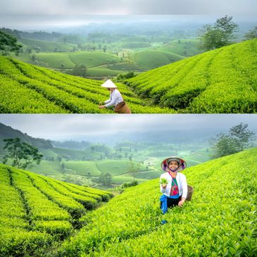 ASSAM TEA ESTATE