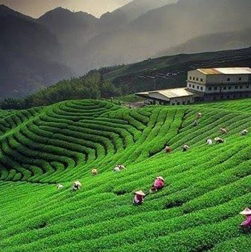 TEA GARDENS OF INDIA