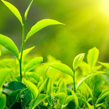 TEAS FROM PREMIUM ESTATES OF INDIA