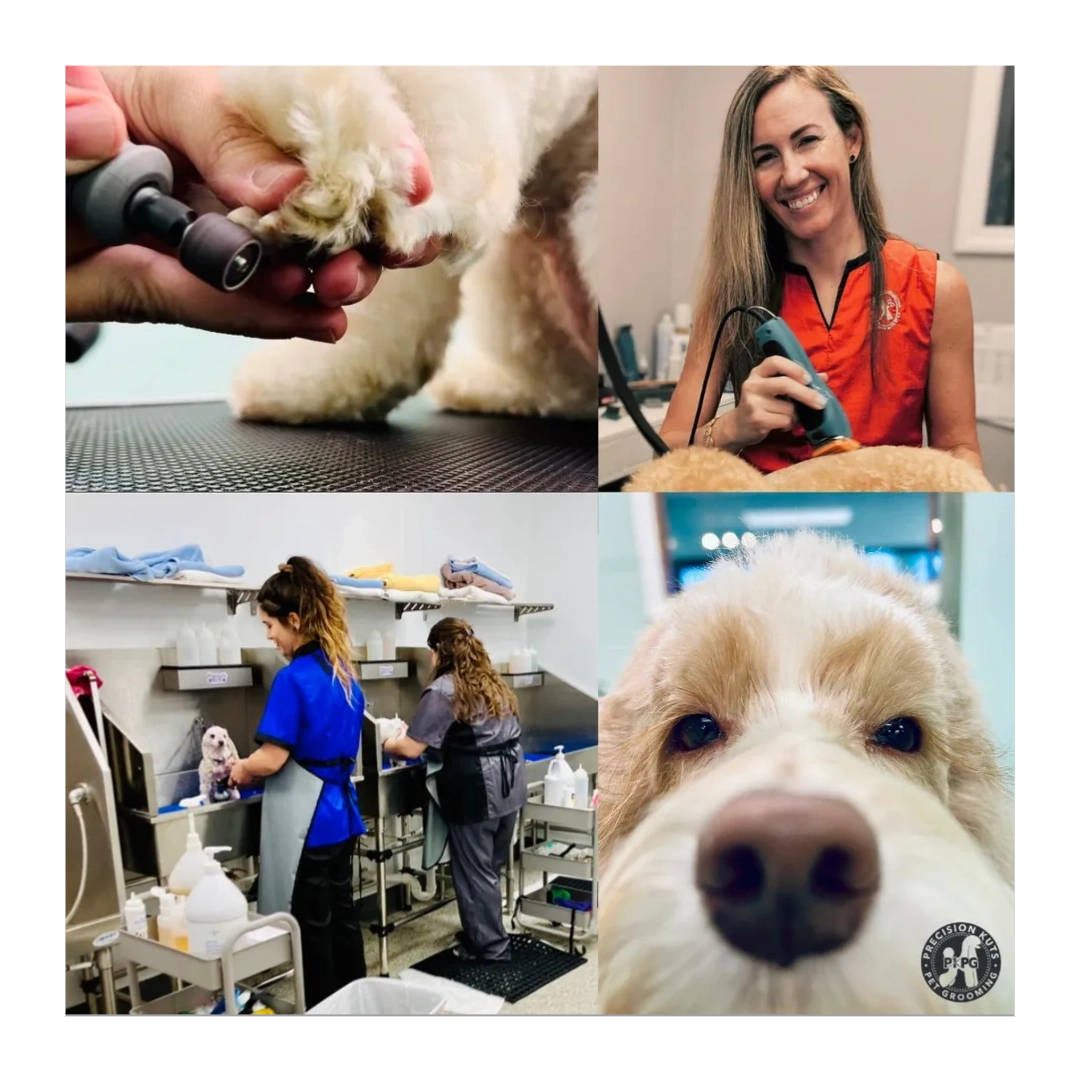 Meet The Team meet-the-team