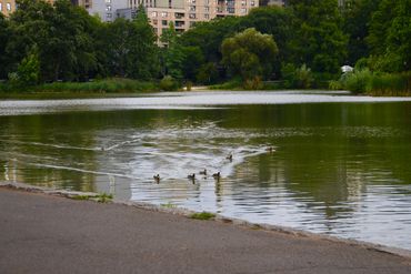 The ducks in Central Park in New York.