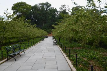 The beautiful greenery in Central Park.