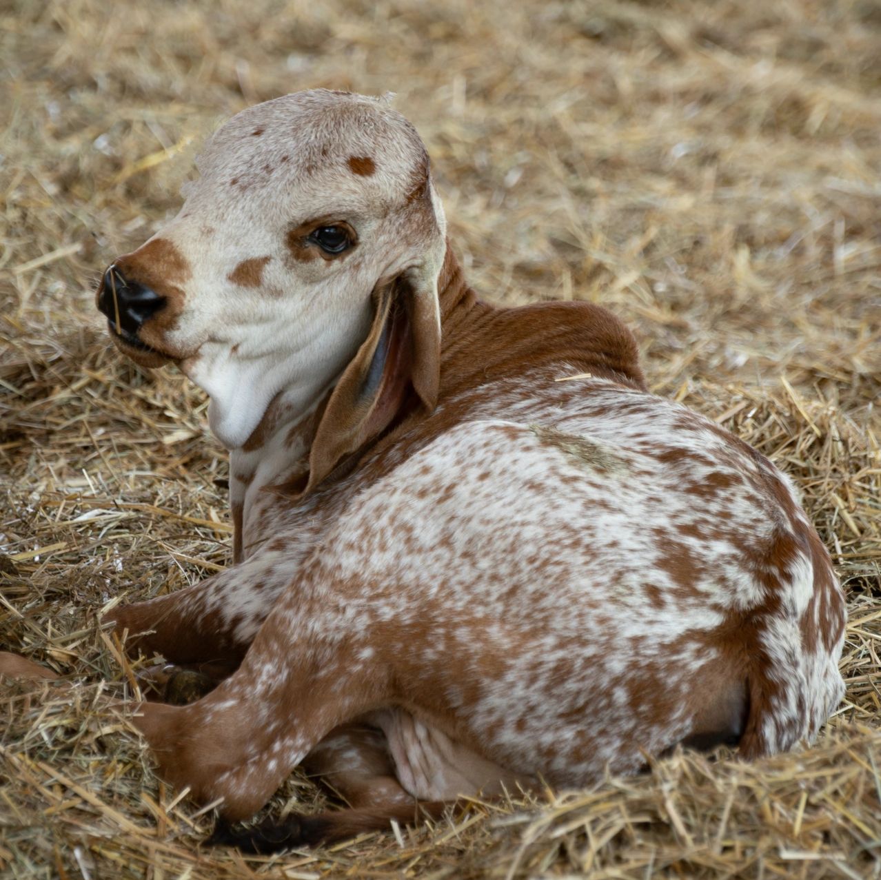 A young spotted goat kid resting on straw bedding.