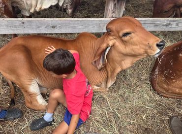 A boy in red shirt gently petting a brown cow lying on hay.