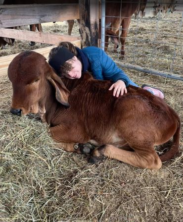 A child cuddles a resting calf in a barn.