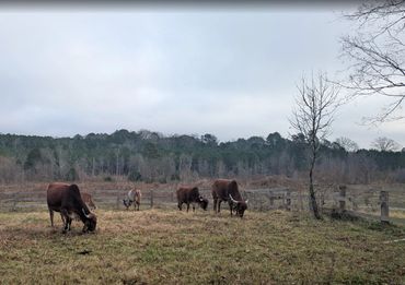 Cows grazing in a misty field near a fence and trees.