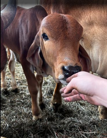 A calf curiously sniffs a person's hand in a barn.
