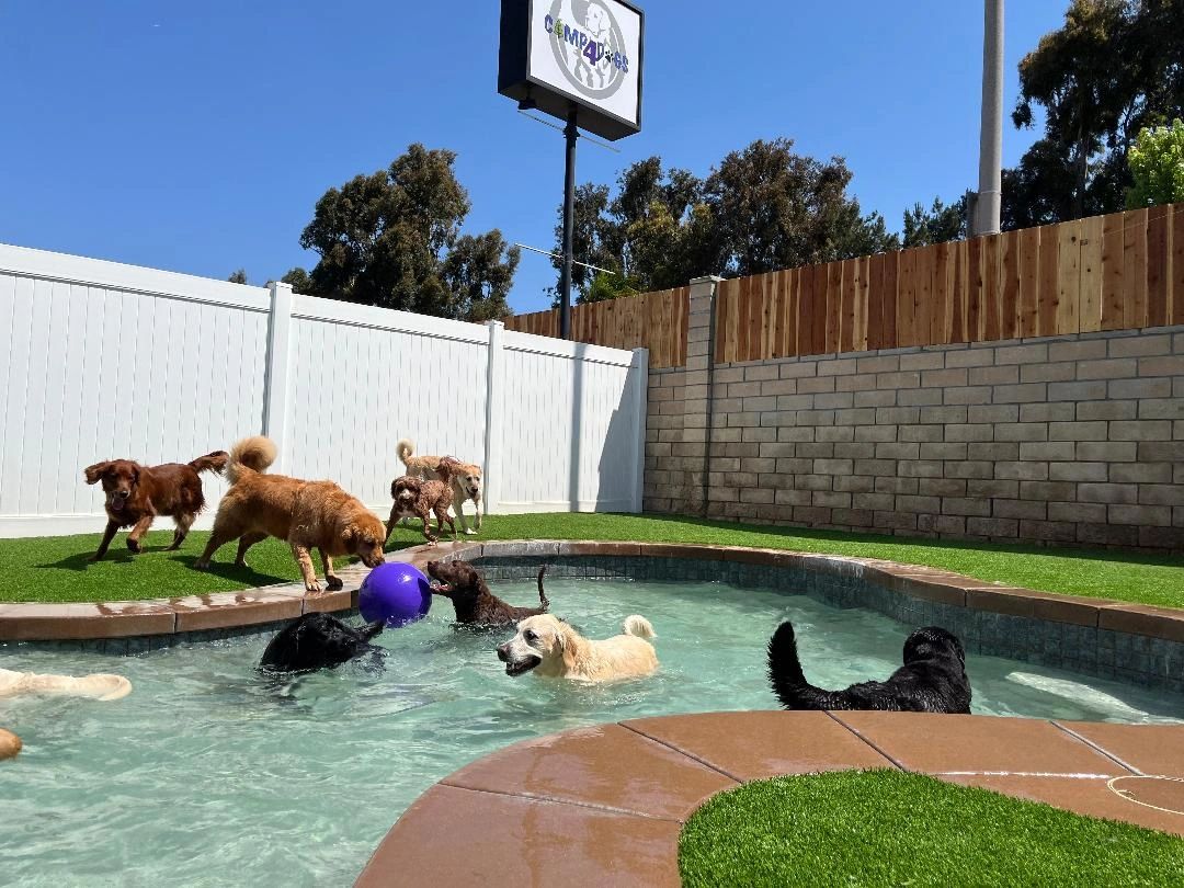 Camp 4 Dogs - Image 1