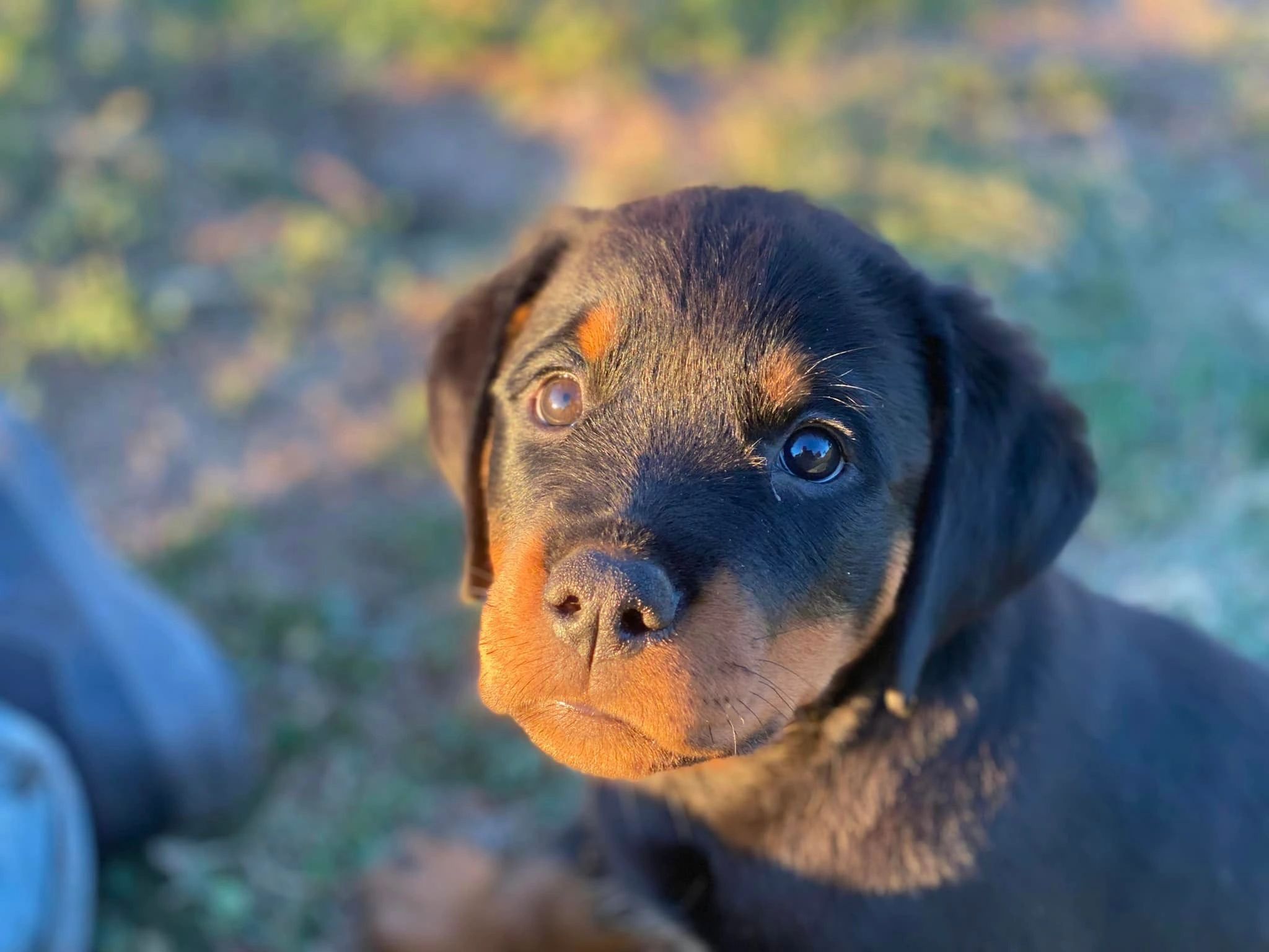 Blue Rottweiler