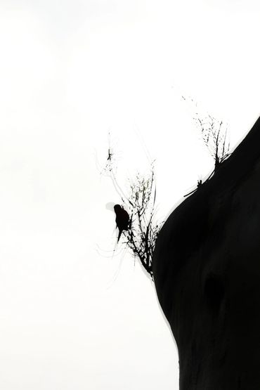 Rosella sitting Noosa National Park with the sun silhouetting taken as a double exposure Incamera 