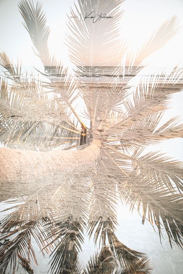 A scene from Noosa Main Beach captured incamera double expsoure of a palm tree