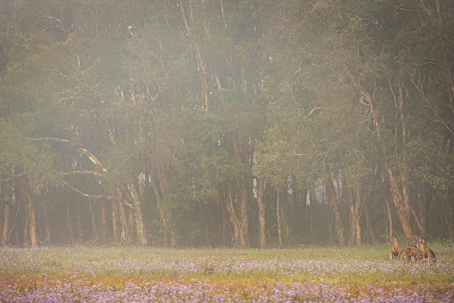 Kangaroos feeding in the foggy hours of sunrise