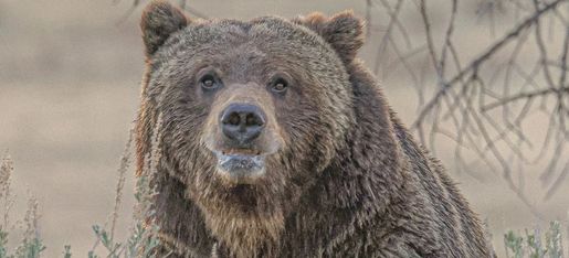 wildlife tours west yellowstone