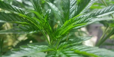 Cannabis Marijuana Plant Vegetation Hydroponics Grow Room 