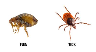 Flea and Tick Control.