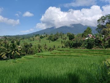 Lush green rice terraces with a mountain backdrop under a blue sky.