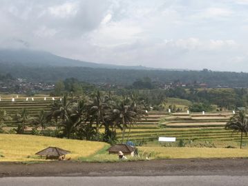 Scenic terraced rice fields with palm trees and mountains in the background.