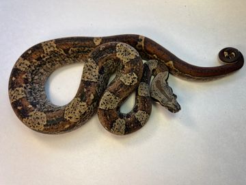 #38 IMG, Hypo, 50% het Khal Albino.