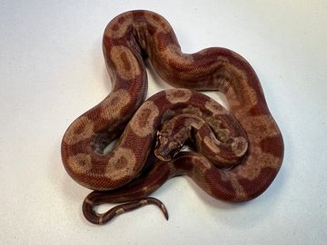 #43 IMG, Hypo (pos super), Central American T+ Albino.