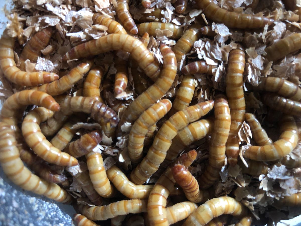 100 Giant Mealworms