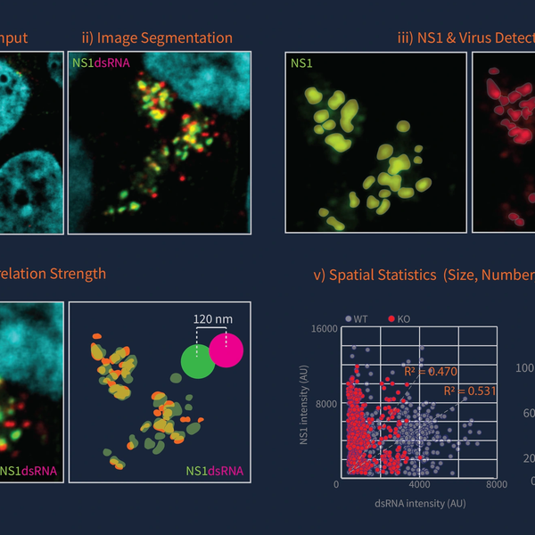 Sub-200 nm localisation of viral replication machinery in infected cells. 