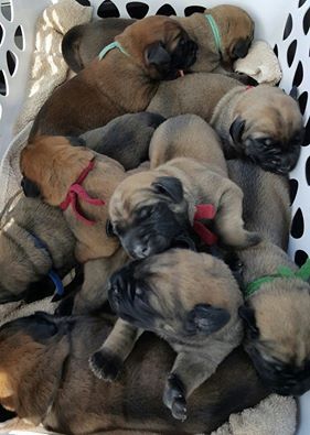 how many puppies do english mastiffs usually have