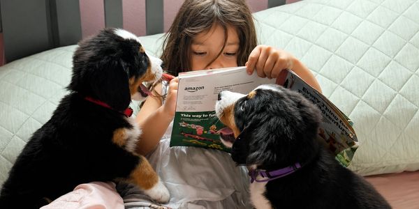 A child reads a book to two attentive puppies on a couch.