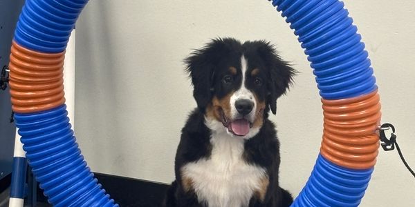 A happy Bernese Mountain Dog puppy sitting inside a colorful blue and orange hoop.