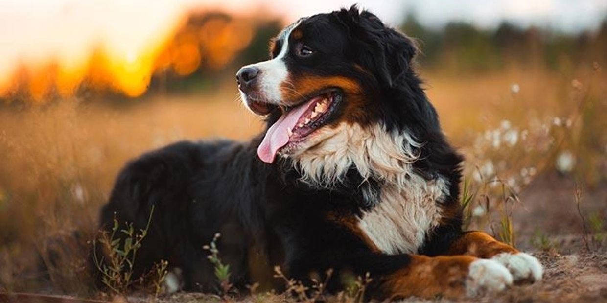 A Bernese Mountain Dog lying in a field at sunset with tongue out.