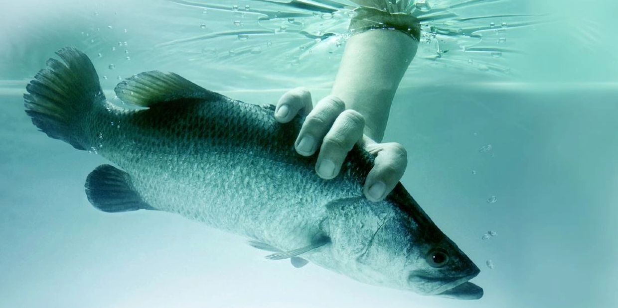 Red Sea Fish Seafood, Fresh, Frozen, Dubai, Uae