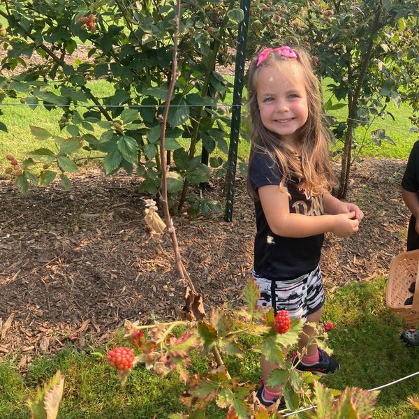 A smiling girl picking berries in a garden on a sunny day.