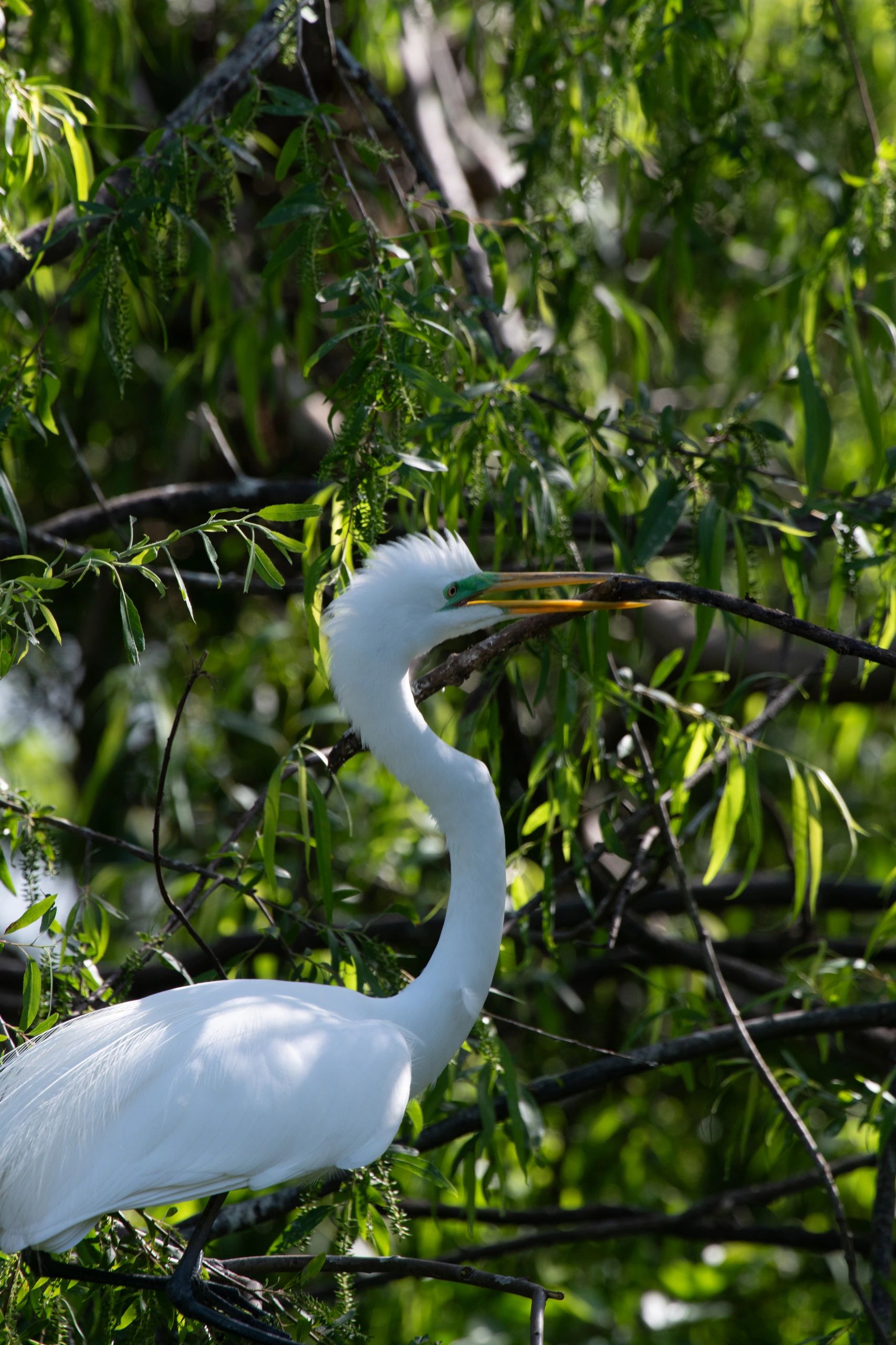 High Island Rookery Schedule