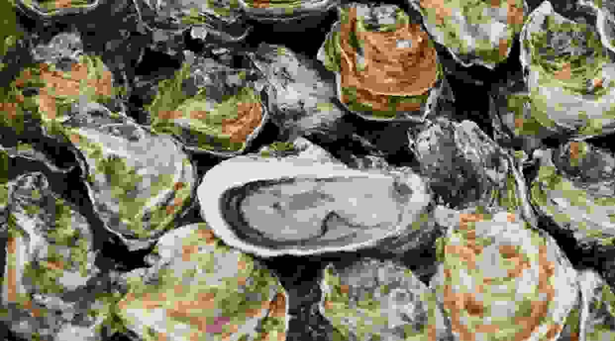 Guernsey Oysters