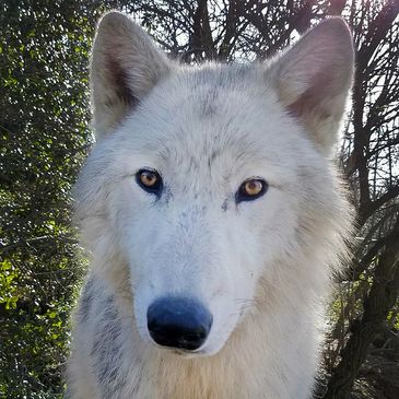 Ambassadors Ambassadors