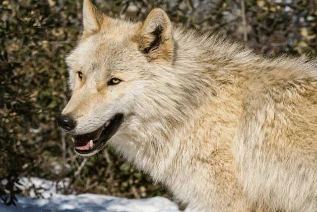 Wolf Education Project