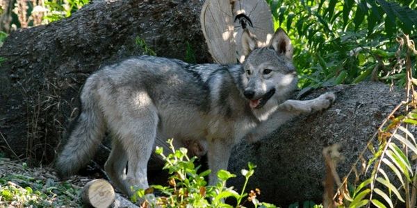 Facts | Wolf Education Project