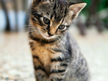 Concentrated cat