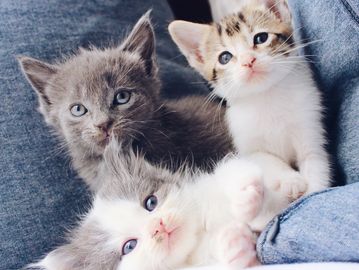 Kitten siblings
