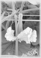 R & M Swank Enterprises