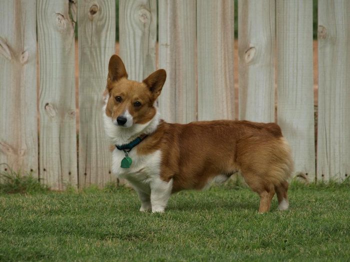 Texas Tech Red Raiders on X: Two words: 🏁 CORGI RACE 🏁 Enter your corgi  to compete at halftime of the @TexasTechMBB game on Jan. 3, and stay tuned  as we hold