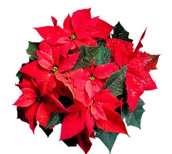 San Buenaventura Women's Club Poinsettia Image