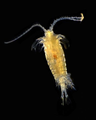 zooplankton in ocean