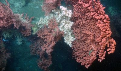 Cold-Water Corals
