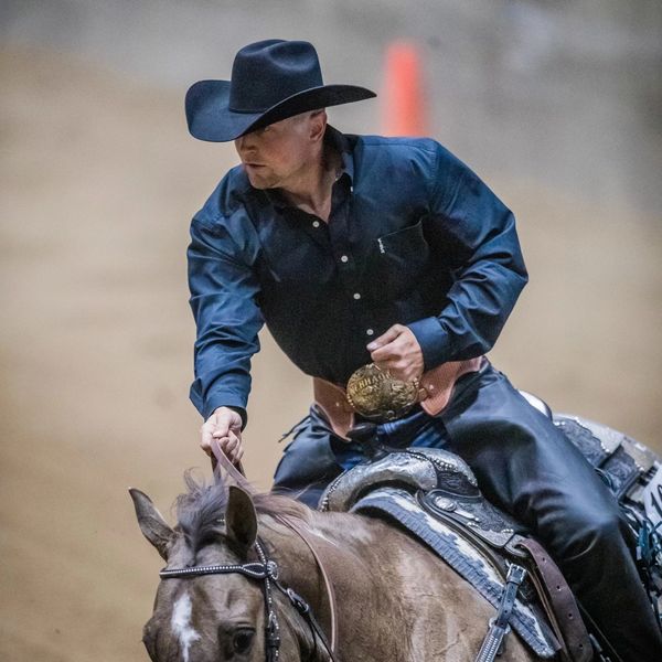 Reining Performance Horse