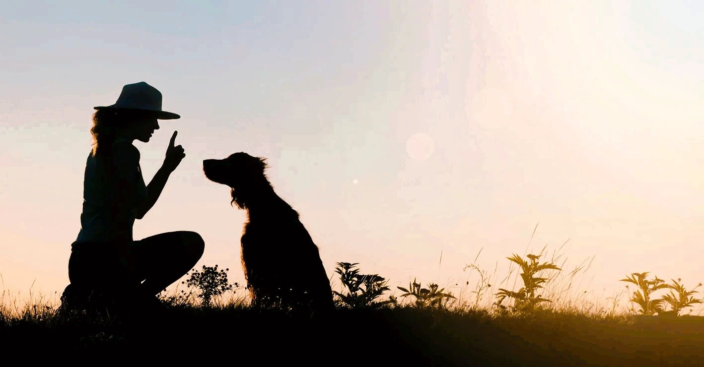 VT Alpine Dog Dog Training, Dog Trainer, Professional Dog Trainer