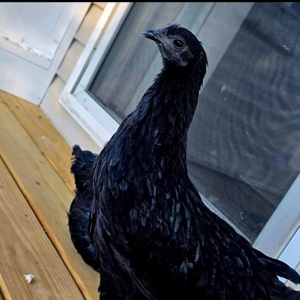 A shiny black bird standing on wooden floor.