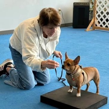 Woman training a small dog on a platform indoors.