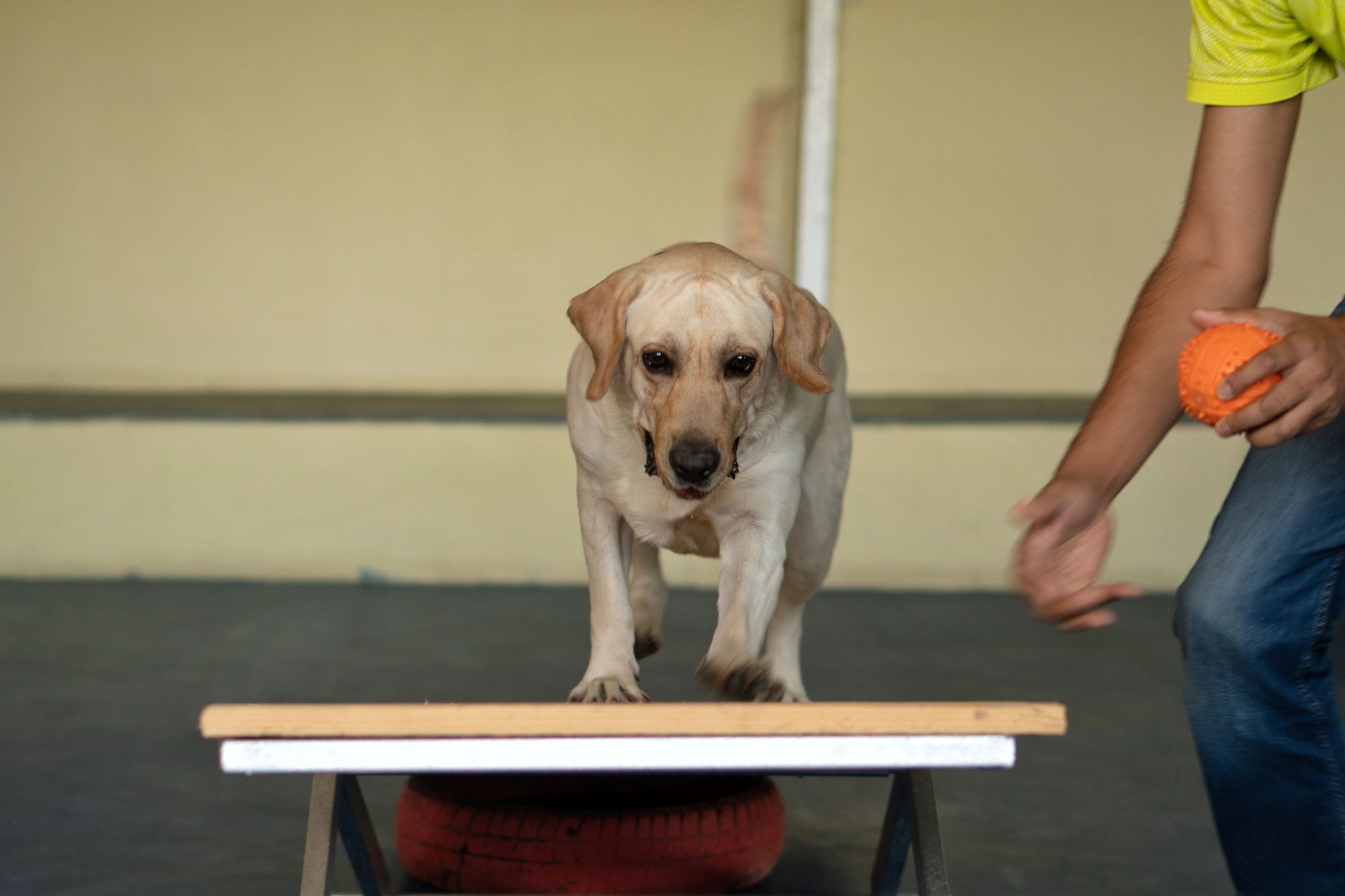 Dog During Mentally Stimulating Activity With Puzzle Sniffing Game